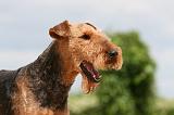 AIREDALE TERRIER 292